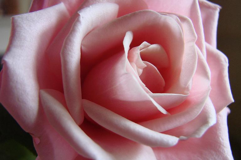 La rose apaise pitta, son parfum dénoue le plexus, relâche les tensions, calme la colère.