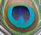 Les formes dessinées sur la plume de paon nous rappellent les corps d'énergie